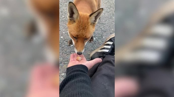 Este zorro y un hombre tienen una conexión especial: esta es su extraña amistad