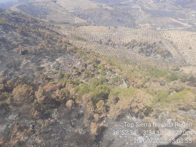 Imagen del área afectada por el incendio de Los Guájares