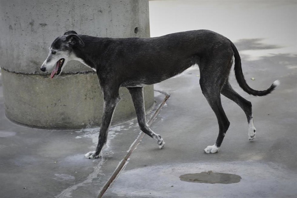 Archivo - Un galgo vive en el albergue San Francisco de Asis de la Sociedad Protectora de Animales y Plantas de Madrid (SPAP), donde hay acogidos 300 perros y 100 gatos aproximadamente. Uno de los efectos de la crisis del Covid-19, según indican desde S