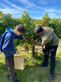 Participantes en 'A la rebusca de uvas olvidadas' organizada por el Ayuntamiento de La Seca.