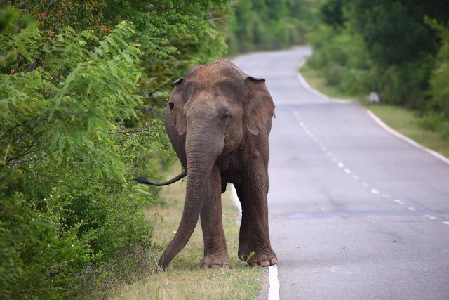 Archivo - Imagen de archivo de un elefante en una carretera de Sri Lanka