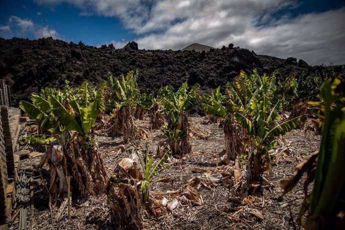 Vista de la colada junto a plataneras en una finca en el municipio de Tazacorte, a 09 de septiembre de 2022, en La Palma, Santa Cruz de Tenerife Canarias (España).