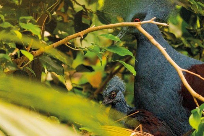 Nace una cría de paloma coronada occidental en Bioparc Fuengirola, la más grande del mundo