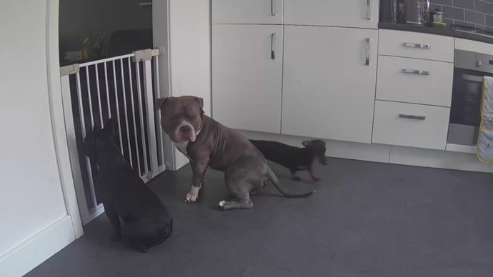 Estos perros se organizan para saltar una puerta y escapar