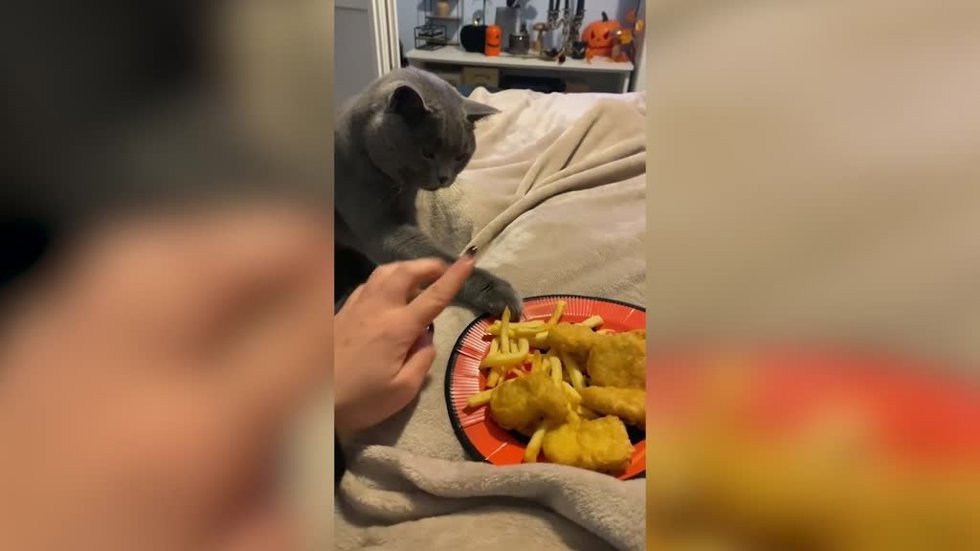Este pícaro gato intenta robar la cena de su dueño