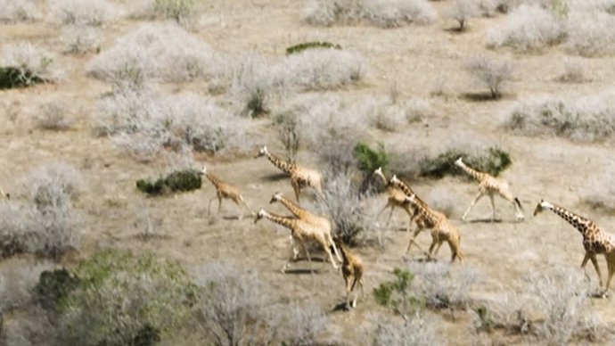 Rescatan a una jirafa que se había enganchado a un lazo