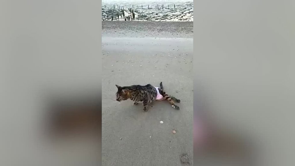 Esta gata discapacitada hace ejercicios acuáticos para poder caminar