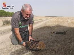 Águila imperial herida y trasladada de nuevo al CRAS de Valladolid.