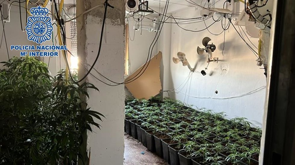 Plantas de marihuana intervenidas en un operativo en Granada.