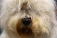 El bienestar animal y el aumento de penas de maltrato avanzan en el Congreso, que rechaza devolver el texto al Gobierno