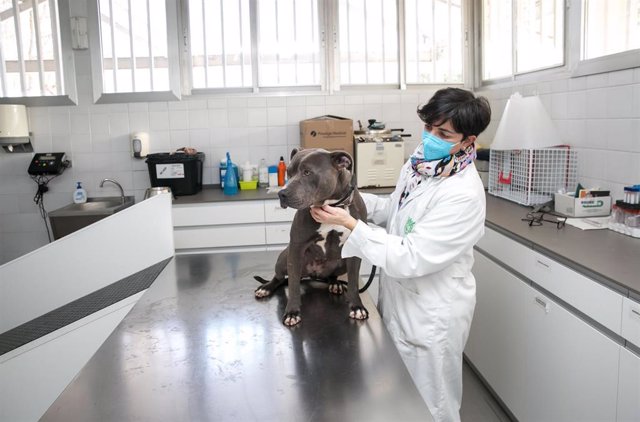 Archivo - Una veterinaria asiste a un perro