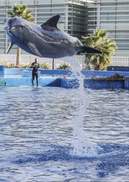 Archivo - Arxiu - Un dofí a la Fundació Oceanogrfic