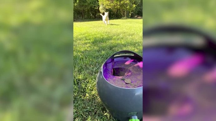 Este cachorro utiliza una máquina para que le lance la pelota