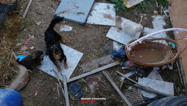Un dels gossos maltractats a Vila-sana (Lleida)