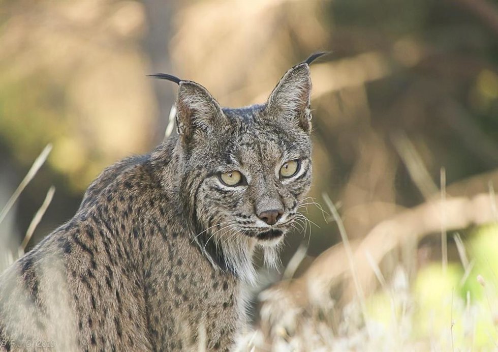 Archivo - Un ejemplar de lince ibérico.