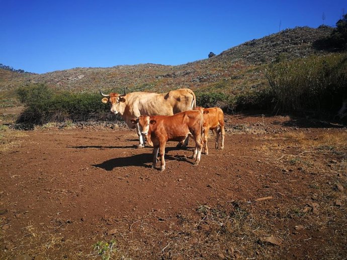 Archivo - Ganadería.- El Cabildo de Tenerife destina 1,3 millones en subvenciones a más de 300 explotaciones ganaderas