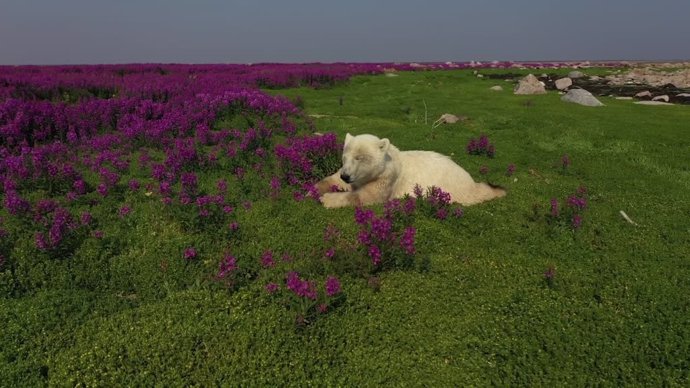 La impresionante imagen de un oso polar en medio de un campo de lavanda