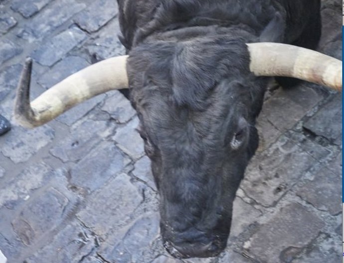 Imagen de archivo de un toro