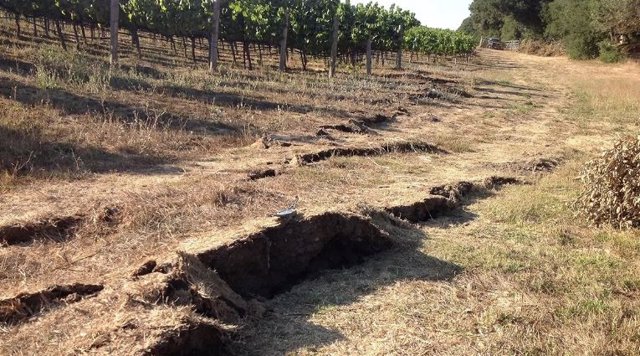 El terremoto de magnitud 6 en el sur de Napa en California en agosto de 2014 provocó la ruptura del suelo en algunos lugares, incluso en este viñedo.