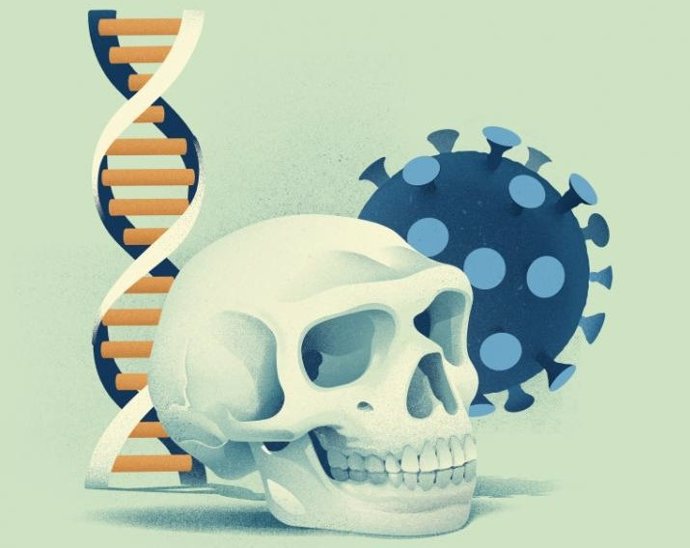 Archivo - Esta nueva investigación ha descubierto que un grupo de genes que reduce el riesgo de desarrollar COVID-19 grave en aproximadamente un 20% se hereda de los neandertales