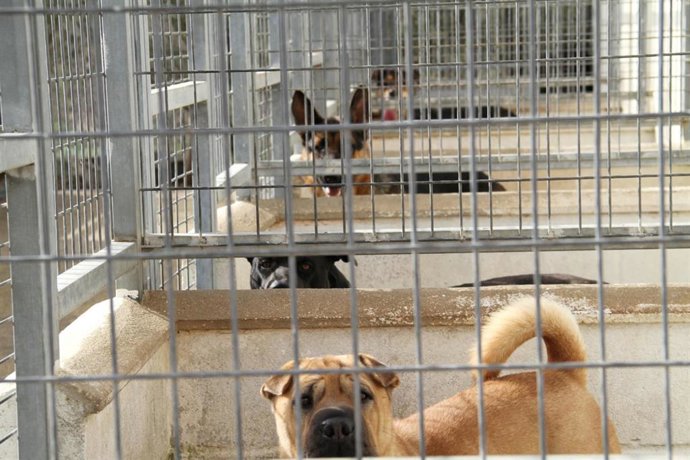 Centro Provincial de Animales de Diputación de Huelva
