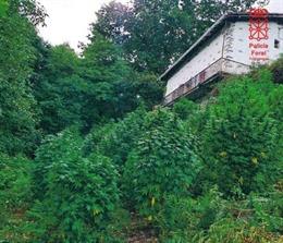 Vista general de la plantación