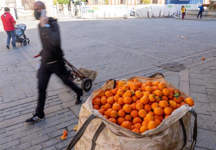 Archivo - Operarios recogen de los árboles las naranjas amargas, en la plaza Virgen de lo Reyes de Sevilla 