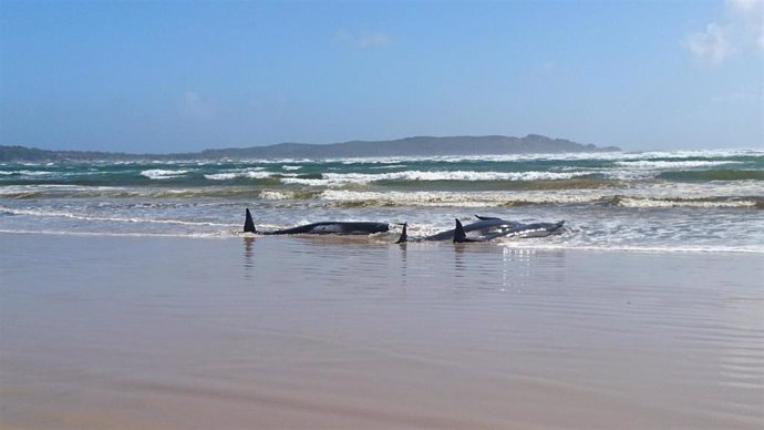 Archivo - Ballenas piloto varadas en la isla de Tasmania