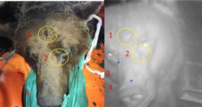 Foto del día de la captura y del 31 de agosto