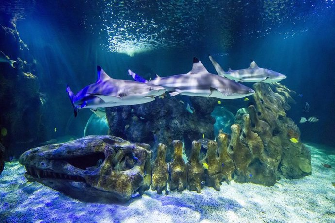 Archivo - Málaga.- Coronavirus.- Sea Life Benalmádena reabre sus puertas el 24 de junio con medidas de seguridad 