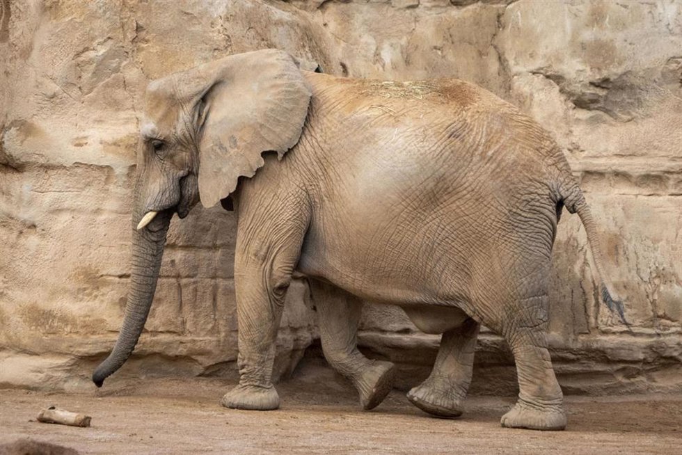 Elefantes en Bioparc