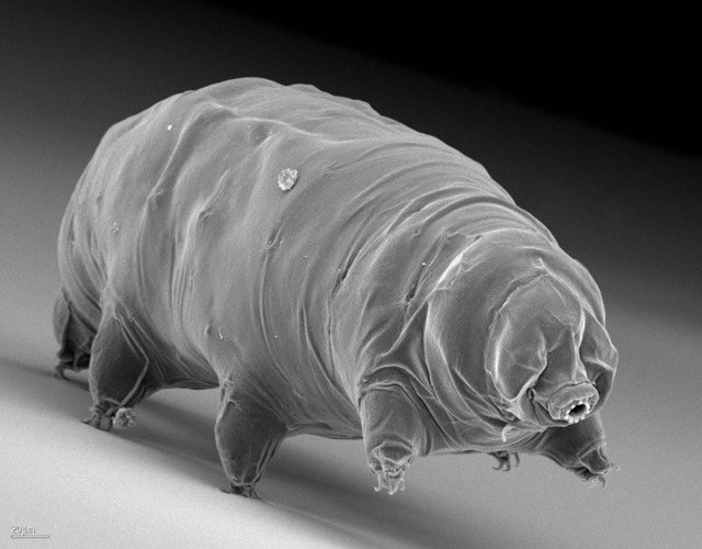 Solo bajo el microscopio se hace evidente la similitud de su homónimo: el físico regordete y redondo y las piernas cortas recuerdan a las de un oso.