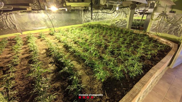 Imatge de la plantació a Caldes de Montbui (Barcelona)