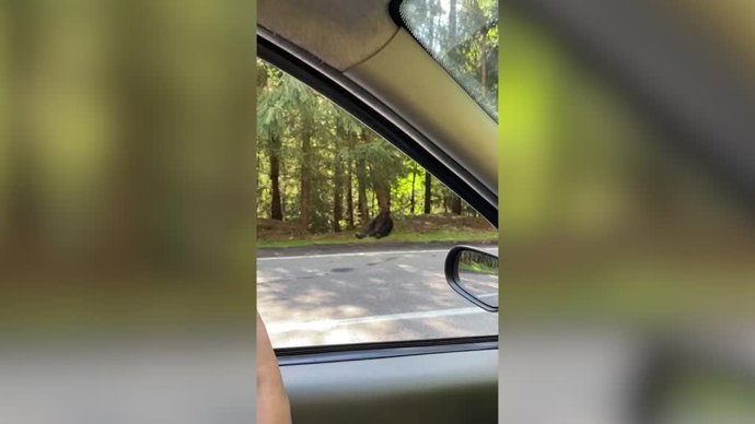 Grabaron a este oso tomándose un descanso al lado de una carretera en Rumanía