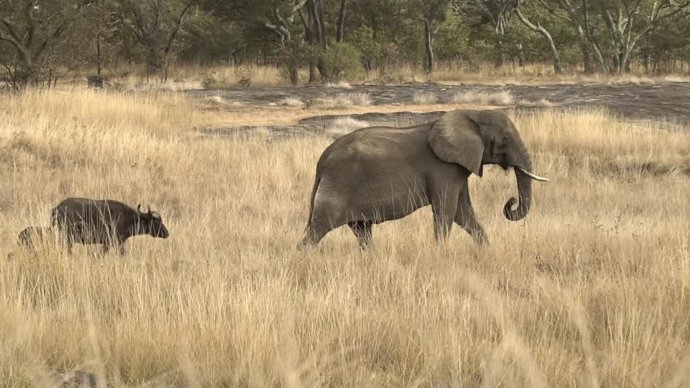 La impresionante escena en la que un elefante lidera una manada de ñus