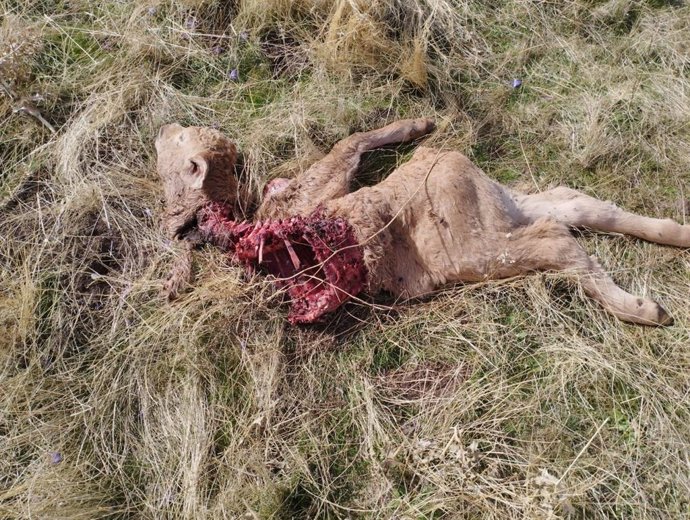 Restos de un animal atacado por lobos en la provincia de Ávila.