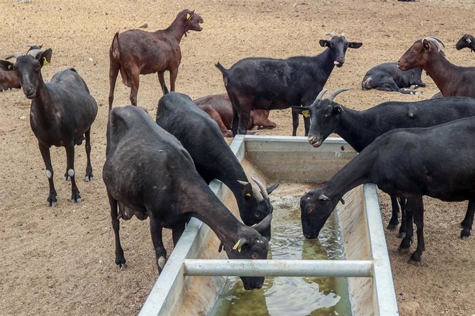 Archivo - Varias cabras bebe agua en una granja artesanal.