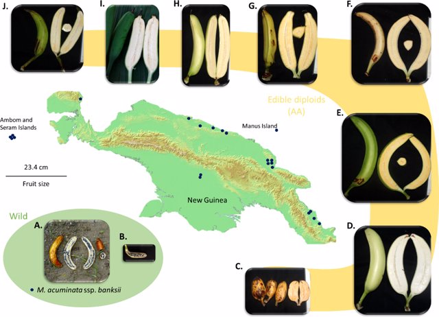 Mapa de la isla de Nueva Guinea y ejemplos de frutos de M. acuminata