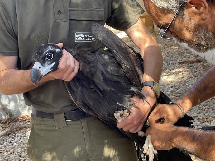 La Rioja entrega a GREFA el buitre negro nacido en Urbión para que completar su maduración y liberarlo