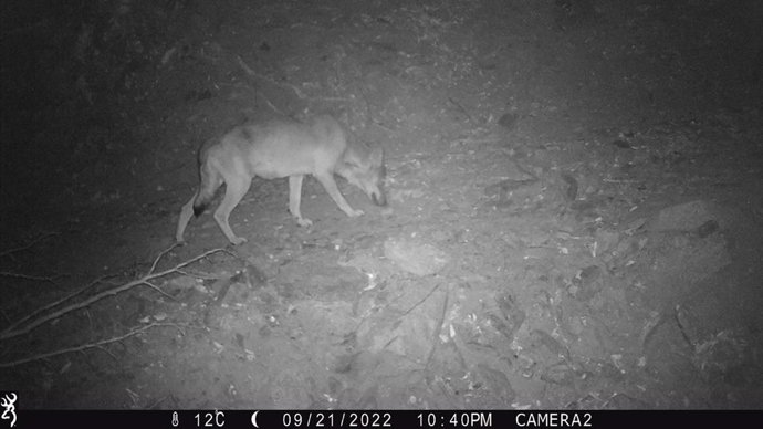 Confirman la presencia de un lobo en el Paratge Natural de l'Albera (Girona)