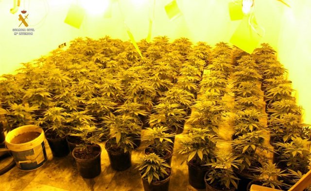 Plantas intervenidas.