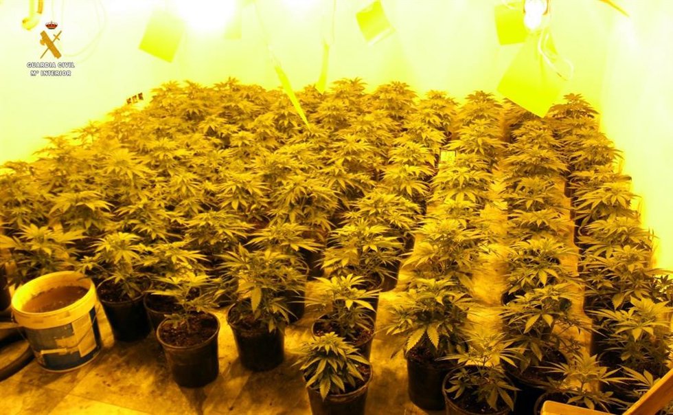 Plantas intervenidas.