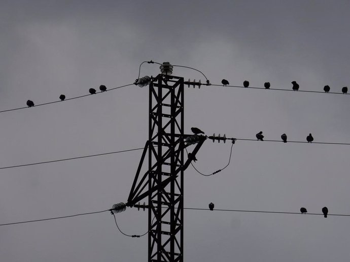 Aves en línea eléctrica