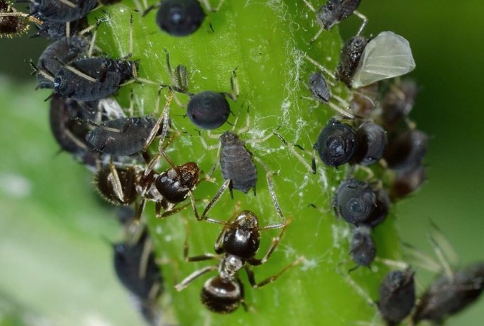 Insectos devorando el tallo de una planta