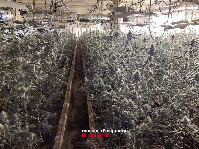 Imatge de la plantació de marihuana desmantellada