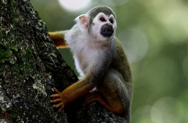 Capuchino De Cabeza Blanca