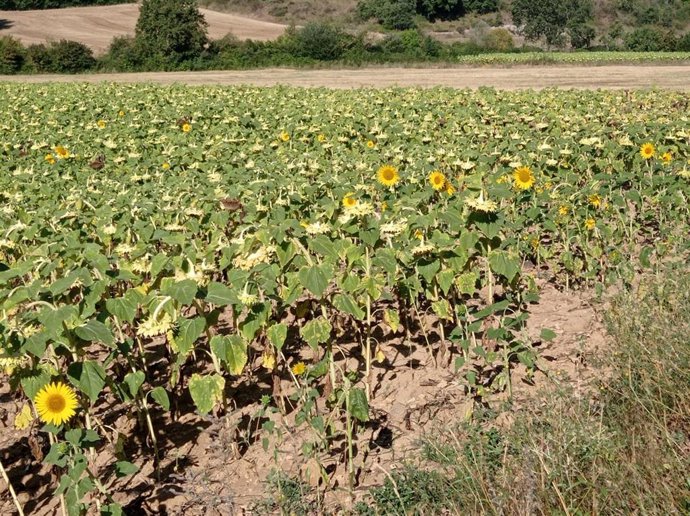 Archivo - Campo de girasoles en el Valle de Tobalina (Burgos).