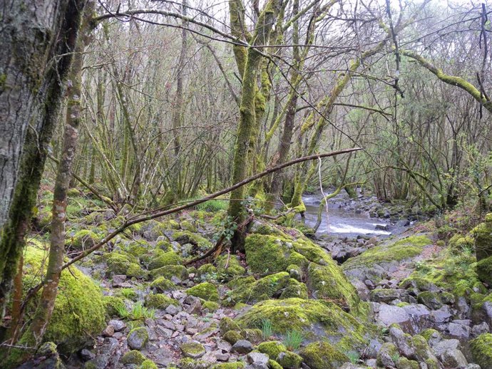 FSC acredita la promoción y preservación de la biodiversidad en los montes gestionados por Ence.