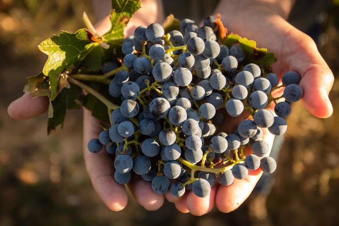 Archivo - Vendimia de Finca Río Negro