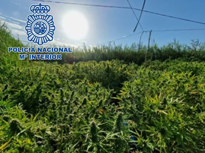 Plantación exterior de marihuana